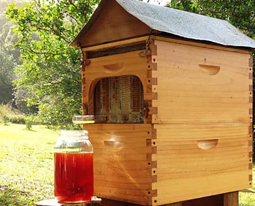 Honeybees home