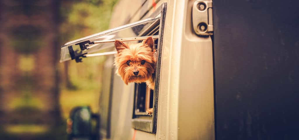 Cute dog hanging head out of RV camper