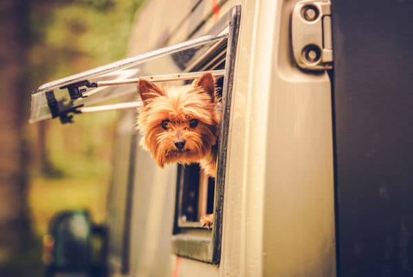 Dog in RV camper pet friendly travel