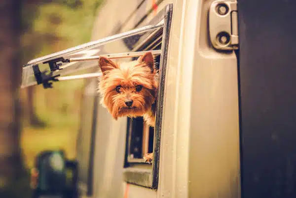 Dog in RV camper pet friendly travel