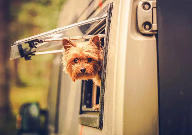 Dog in RV camper pet friendly travel