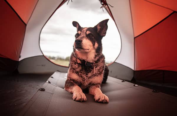 Dog friendly Resort - RVC Outdoor Destinations