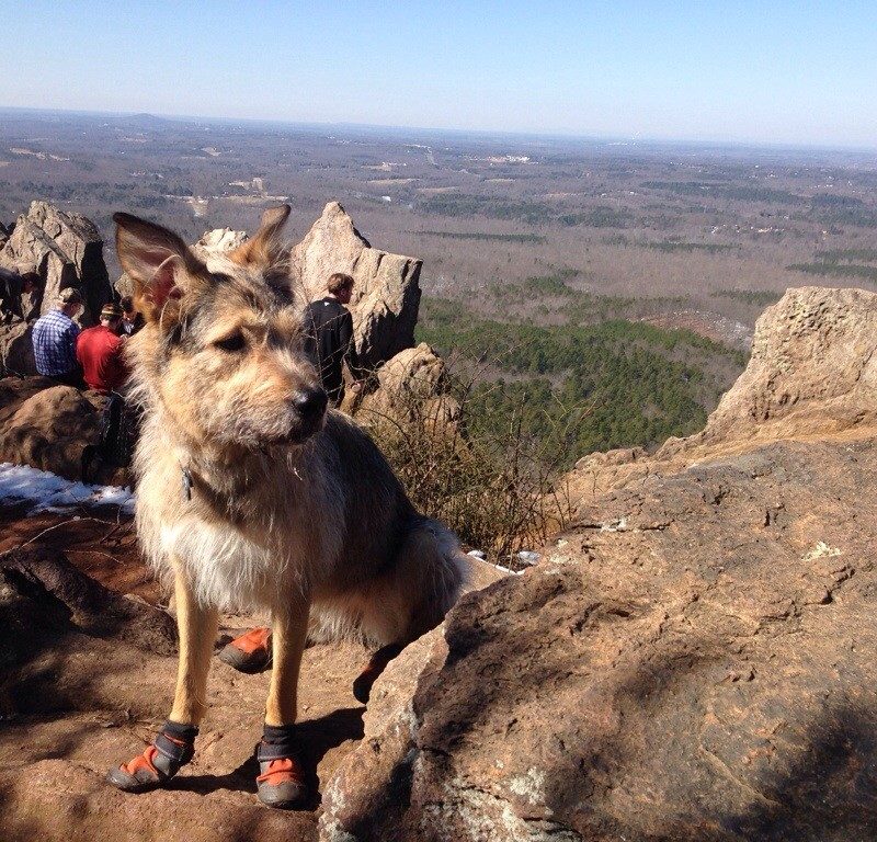 12 Tips for Traveling with Dogs