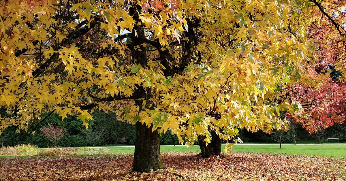 Arboretum