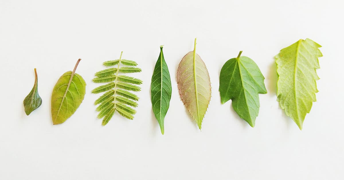 Leaf Crafts