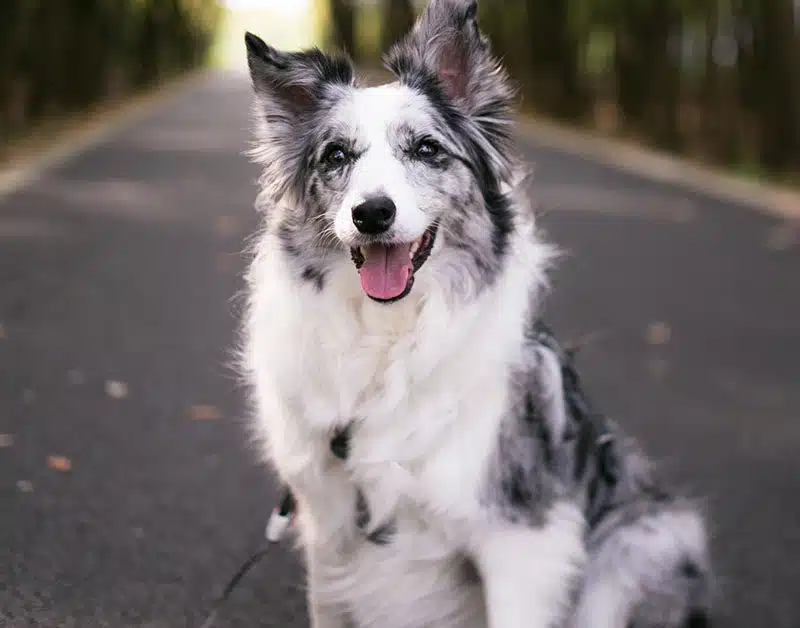 dog at pet friendly RV campground