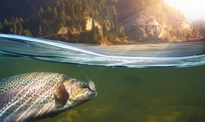 Colorado Springs Fishing