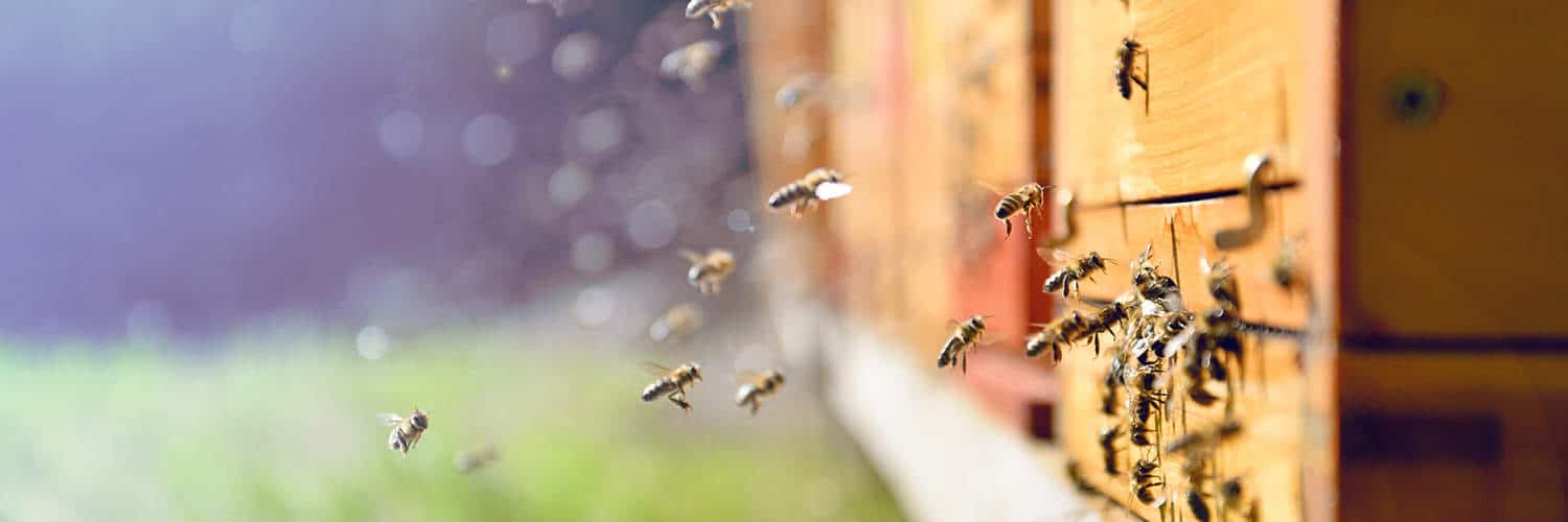 10 Uses For Honey That Don’t Involve Eating It