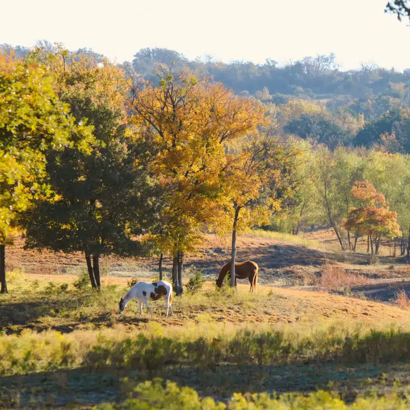 Texas camping field view with horses