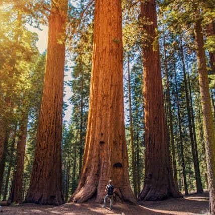 Sequoia and Kings Canyon