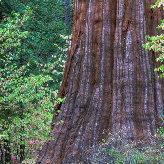 Nelder Grove Yosemite